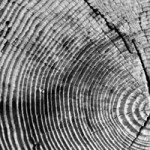 holz holz